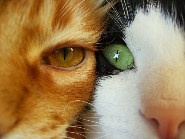 cutecatsaww:Follow For Cute Cats Everyday