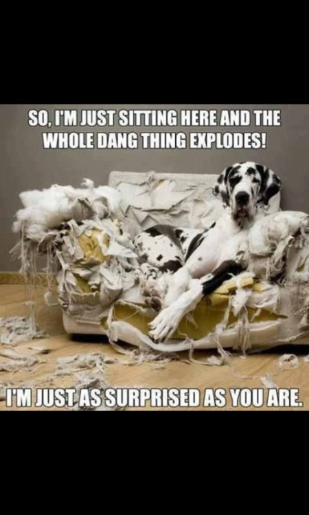 cute-overload:  Train your dogs!http://cute-overload.tumblr.com 