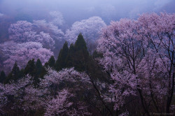 fuckyeahjapanandkorea:  misty cherry blossoms(sakura) by masayan523 