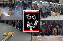 Ready-To-Fight:  Life In War / Rest In Peacein Memory Of Loukanikos Aka Riot Dog
