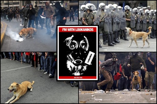 ready-to-fight:  LIFE IN WAR / REST IN PEACEIn Memory of Loukanikos aka Riot Dog (R.I.P. 9 Oct 2014)