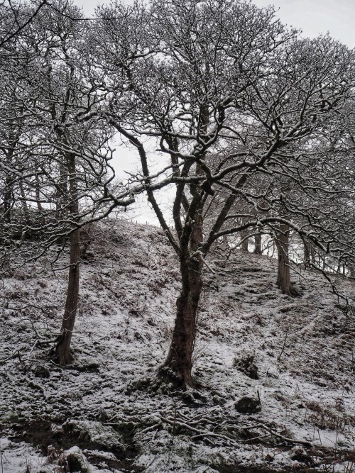 Gorpley Clough Ancient Woodland And Gorge, Todmorden, Calderdale, West Yorkshire. 