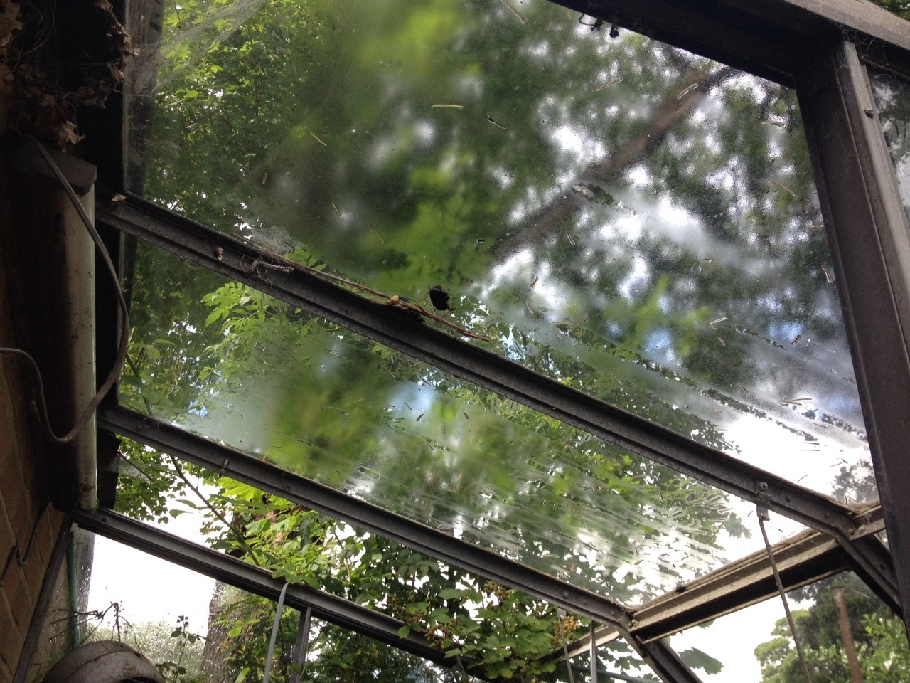 treesenpai:  misted glass after heavy rain 