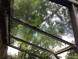 treesenpai:  misted glass after heavy rain
