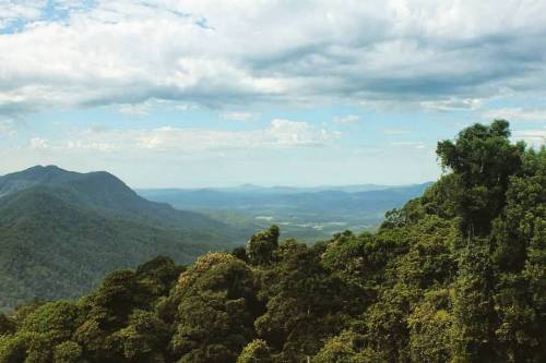 travelbinge: Dorrigo National Park, New South Wales, Australia (mine)