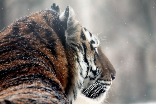 stuffidraw:tigers in the snow at the milwaukee county zoo