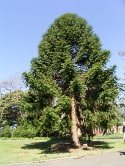 lumos5001:1nkblots:sixpenceee:In Australia there is a tree called the bunya pine that drops watermelon sized pinecones. They weigh about 22 pounds or 10 kg. Yikes, wouldn’t want to anywhere near that tree. (Source)For more posts follow sixpenceee 