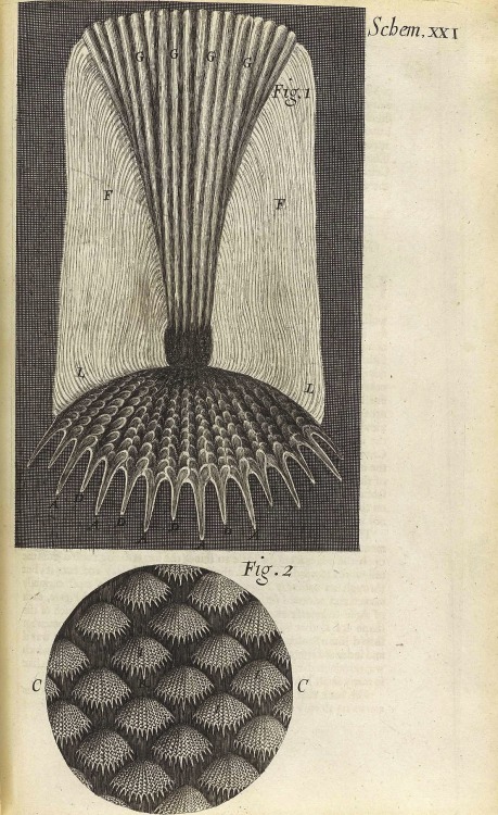 magictransistor:  Robert Hooke’s ‘Micrographia’ : or, ‘Some physiological descriptions of minute bodies made by magnifying glasses. With observations and inquiries thereupon.’ Printed by J. Martyn and J. Allestry, London, England (1665)