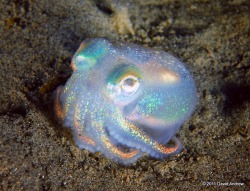bando&ndash;grand-scamyon:  squidscientistas:  royalbluesharpie:  misscrits:  poopcop:  GREAT octopus TEN OUT OF TEN shiny  This is a first edition holographic octopus. This is worth a lot of money.   @squidscientistas ??  @royalbluesharpie that there’s
