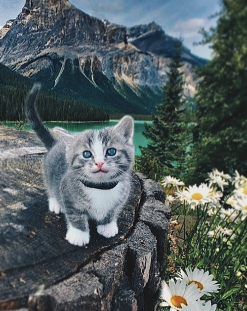 animals-addiction: Blue the adventure cat