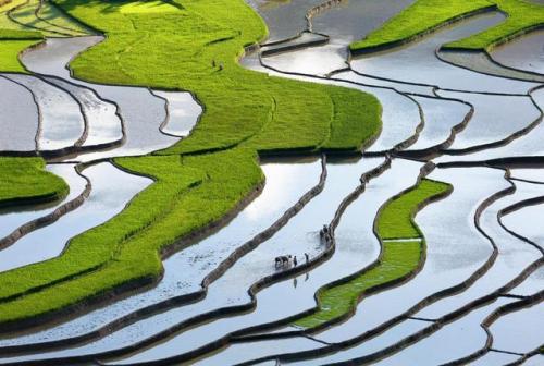 sitting-on-me-bum:  Graduated steps, such as the Tu Le Terraces in Vietnam, are commonly used to far