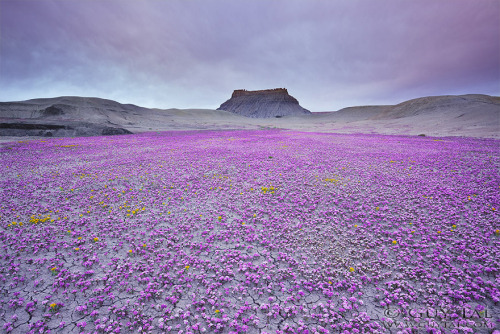 XXX sixpenceee:  The Badlands region in the Utah photo