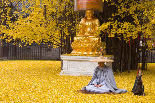 art-tension:Millennia-old Ginkgo tree becomes tourist hit after its leaves form a perfect golden car