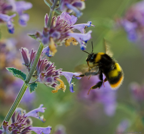 “Bumblebee in the Catnip”