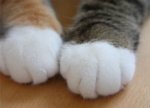 46187:  猫大好き可愛い猫画像スレﾉｿ*＾ ｏﾟ）:哲学ニュースnwk 