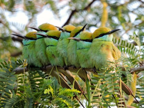 terranlifeform:Green bee-eaters (Merops orientalis) in IndiaGovindraj