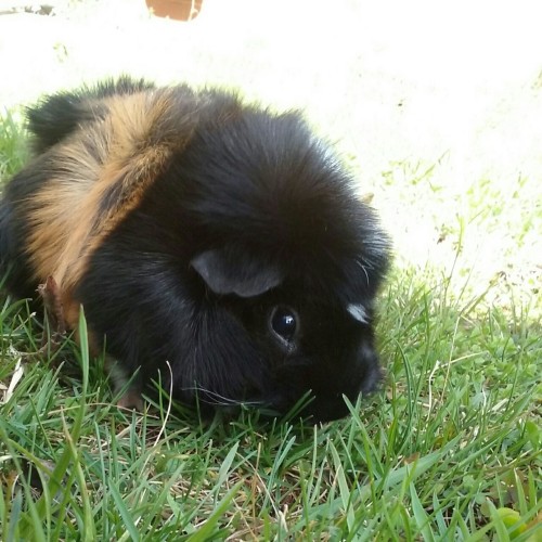 I wonder if my guinea pigs ever get depressed adult photos