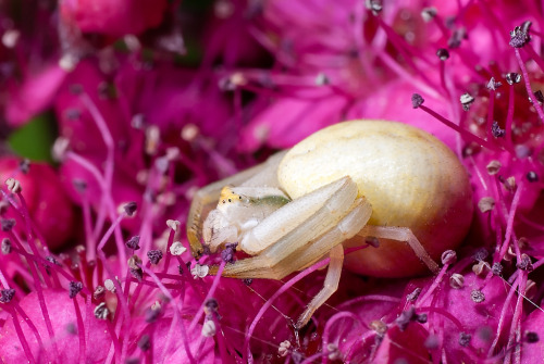 Female Crab spider resting on a Japanese spirea by Mats C