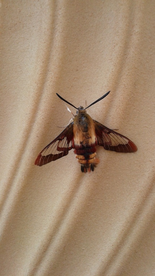 I Found An Insect. It Might Be A Kind Of Moth?