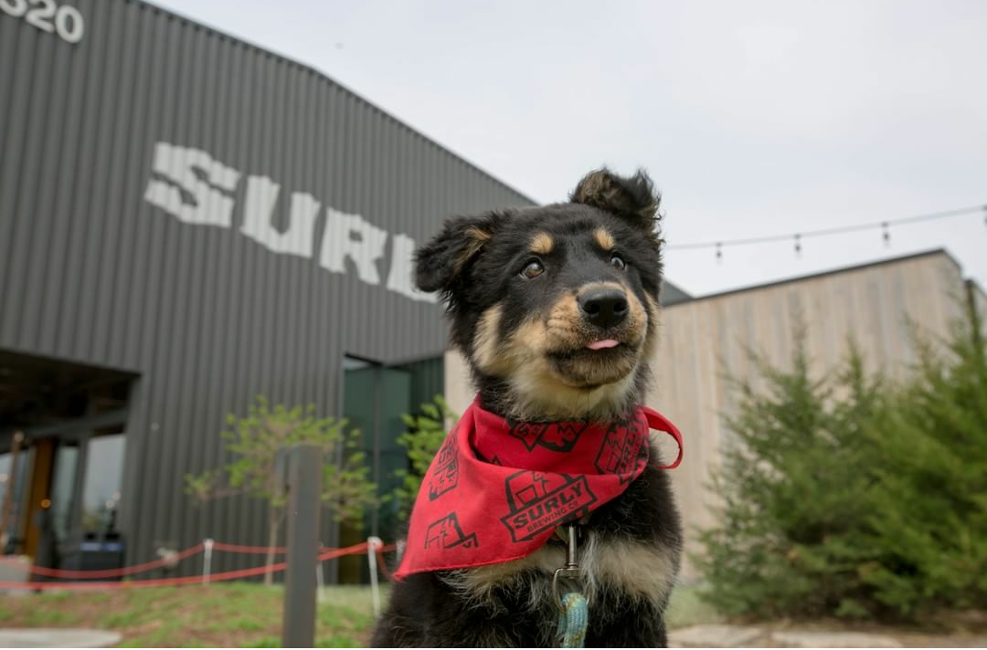 stuffaboutminneapolis:Surly Brewing
