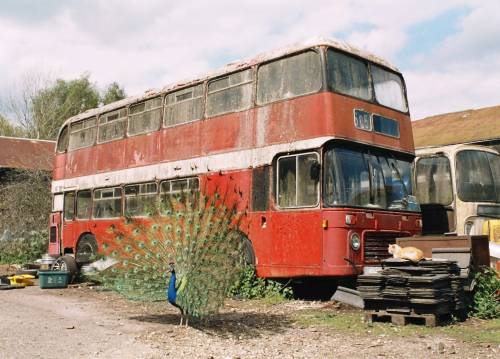 Bus/Peacock