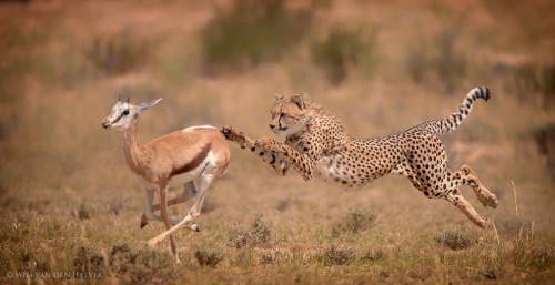 giraffeinatree:  (via 500px / Cheetah Hunt by Wim van den Heever)  Meat!