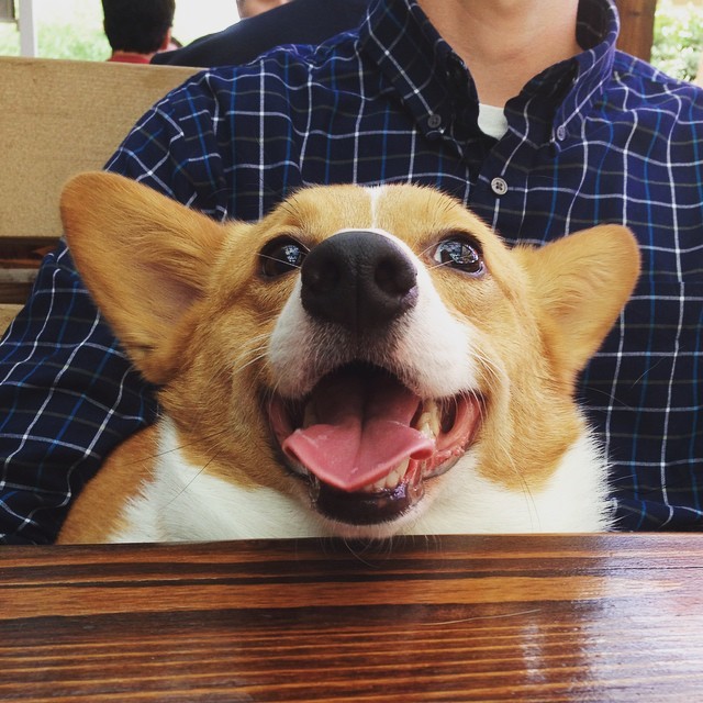 cooperdacorgi:  “Ah yes I’ll have ten doggy beers please. Oh and every steak