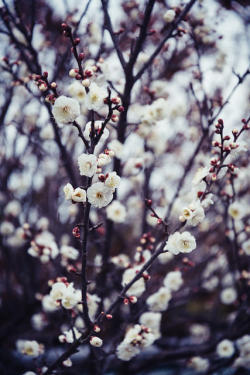 ileftmyheartintokyo:  Winter Blossoms by Ame Otoko on Flickr.
