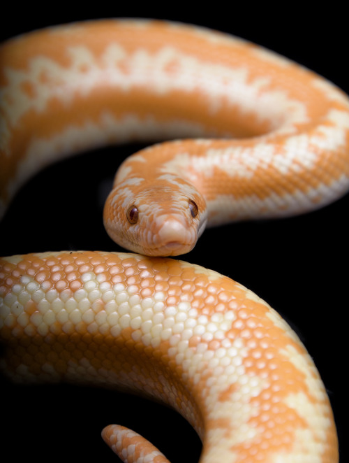 Astra (Limburg albino het snow rosy boa)