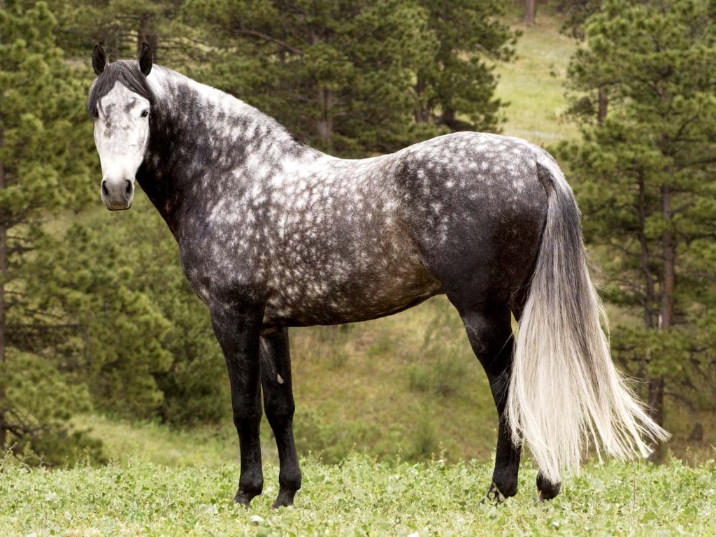 ashcashmere:  Dapples: The flowers on a horses back. 