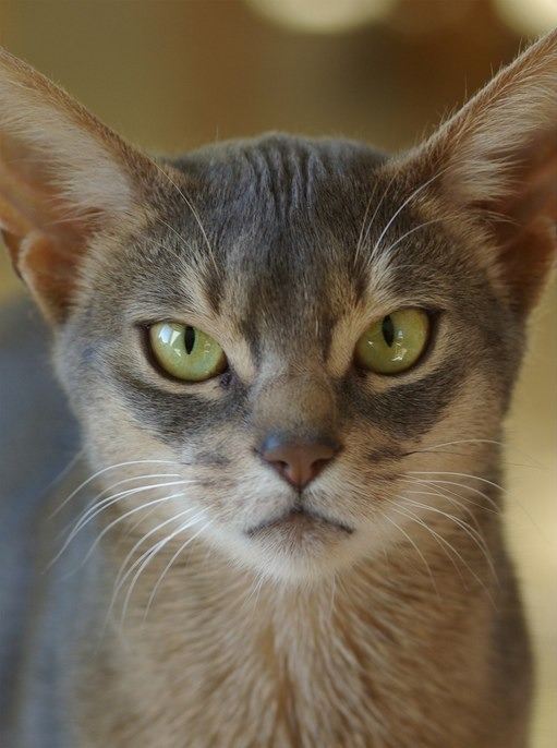 megablaziken:   this cat looks like some sort of disney villain 