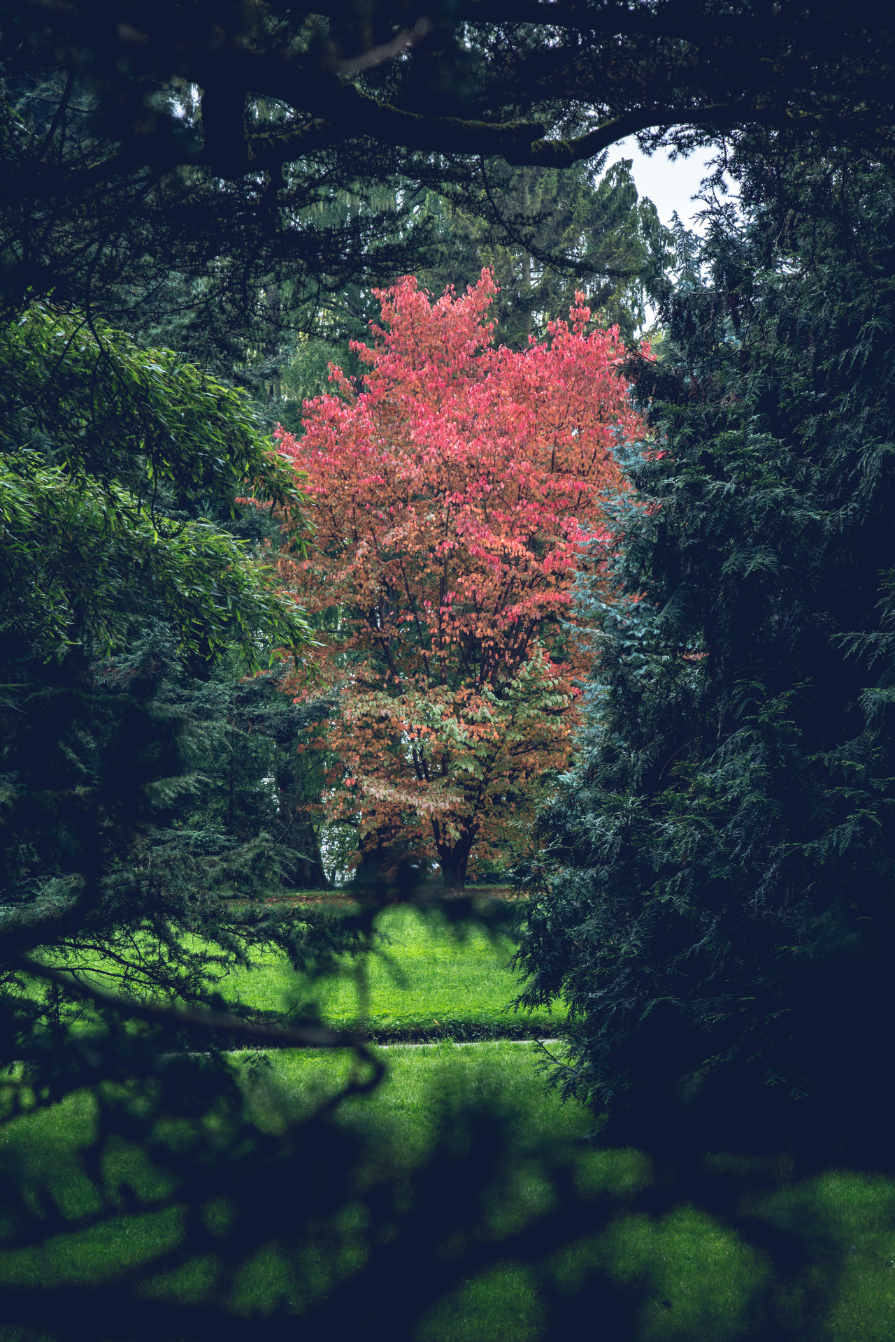 daviddrills:  Red Fall