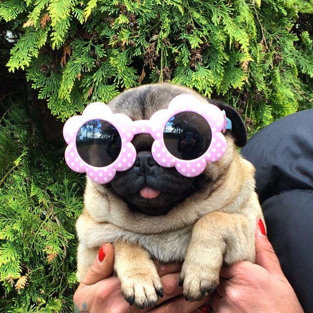 pugs shades