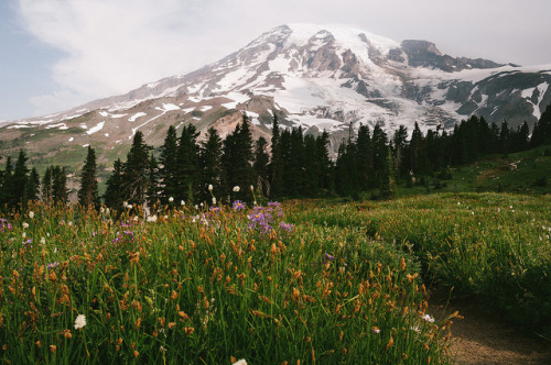 3rdquartermoon: wanderthewood:Mt. Rainier National Park, Washington by KOV the Nomad -