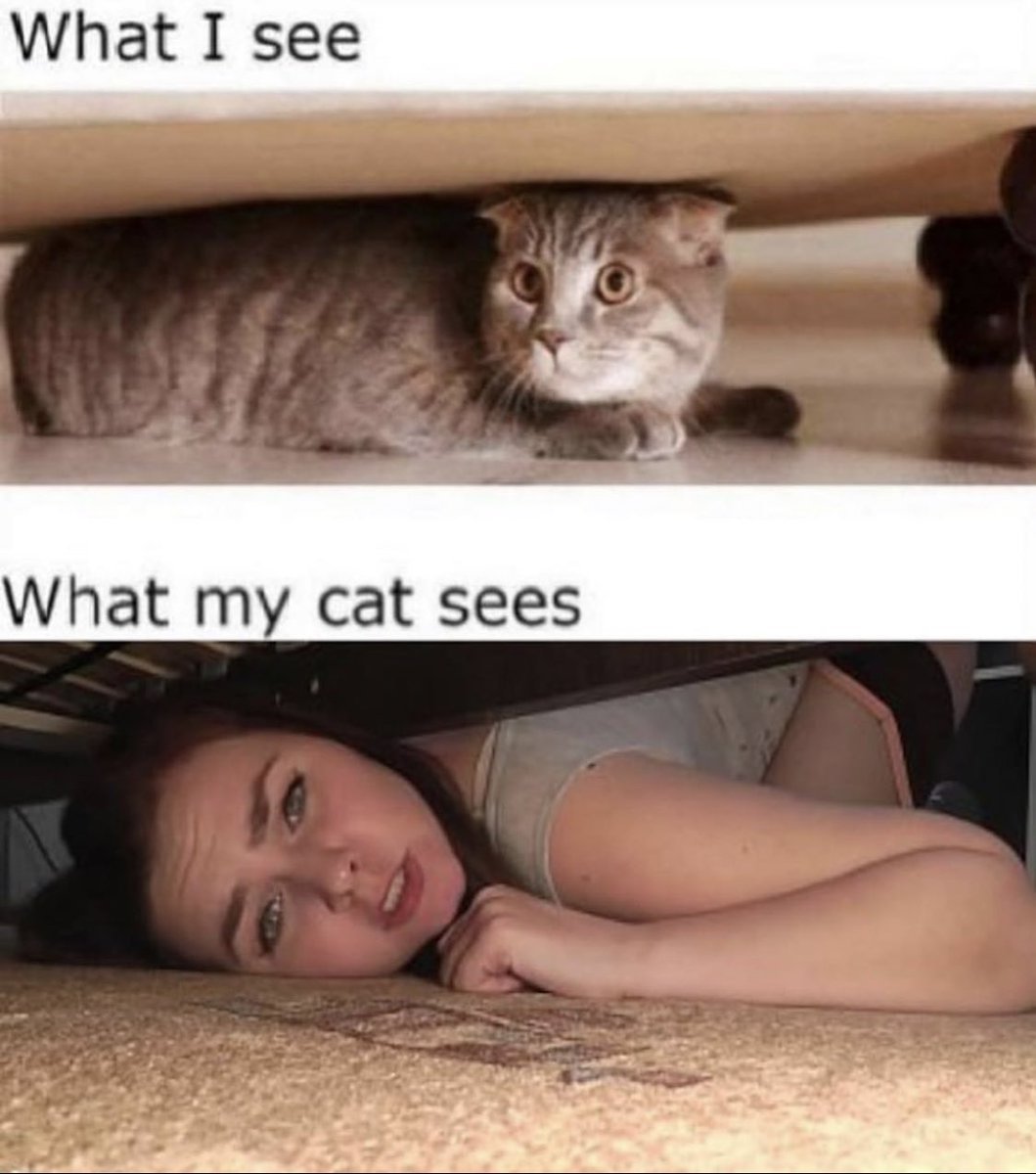 What I see What my cat...