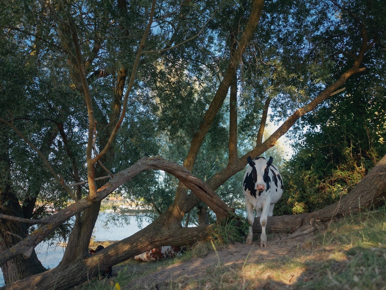 marina-diamandis: klaascows: They’re getting more cheeky every day.  @womanbecomescow
