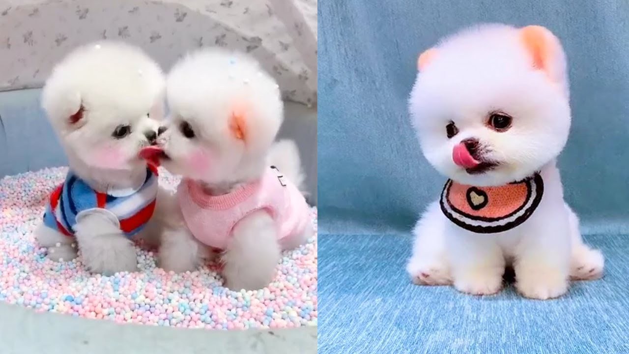 Cute Puppy