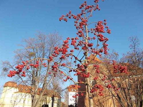 Small apples that were growing on trees on Ostrów Tumski, Wroclaw, Poland.