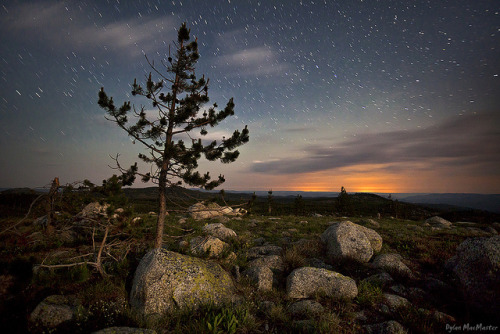 Lone Pine in the Night by Dylan MacMaster on Flickr.