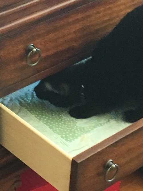 distoretion: In today’s Caturday Cryptid Adventure, Pitch has discovered a half-open drawer an