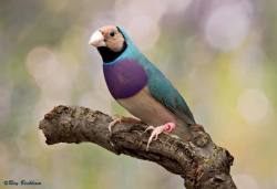 asleepwithwolves:  Blue Gouldian Finch, Australia. 