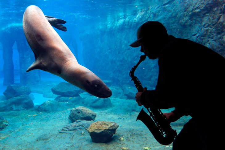 Steve Westnedge plays his saxophone for a Leopard Seal known as “Casey” as part of a study on the animal’s reactions to different sounds at Sydney’s Taronga Zoo. (Photo by David Gray/Reuters via Lightbox)