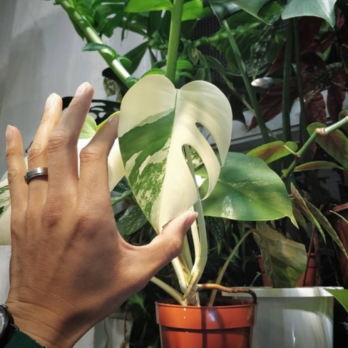 My first in-person encounter with a variegated monstera - this was a particularly small specimen at 