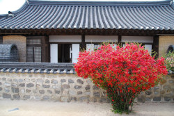 fuckyeahjapanandkorea:  20150413 Namsangol Hanok Village - 남산골한옥마을 by defndaines