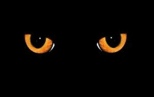 17+ Cute Black Cat Halloween Gif Pics