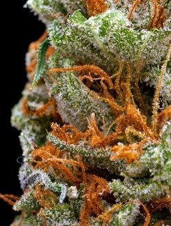 ganjasociety:  Pure Kush