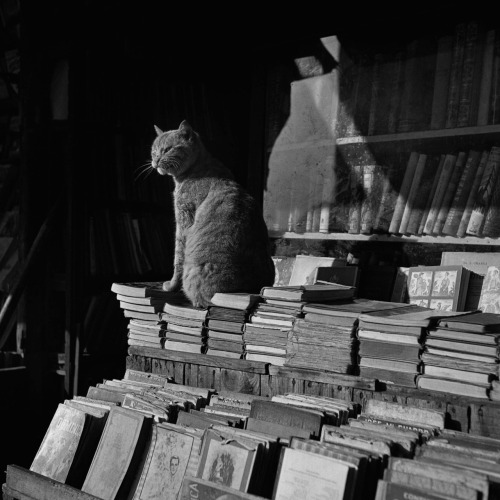 blockmagazine-deactivated201601:Francesc Català-RocaUsed Books with Cat, 1950