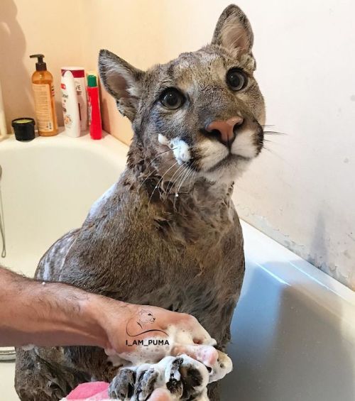 awesome-picz:Rescue Puma Can’t Be Released Into The Wild, Lives His Best Life As A Spoiled House Cat