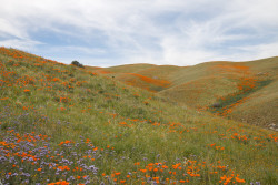 expressions-of-nature:Poppies in Antelope Valley, CA by brontis5