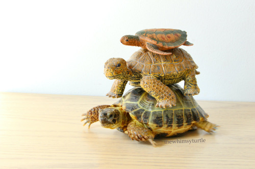 Happy World Turtle Day!    You know what that means:  Time for our annual tortle tower!    This year